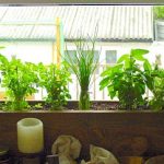 Kitchen Herb Gardening